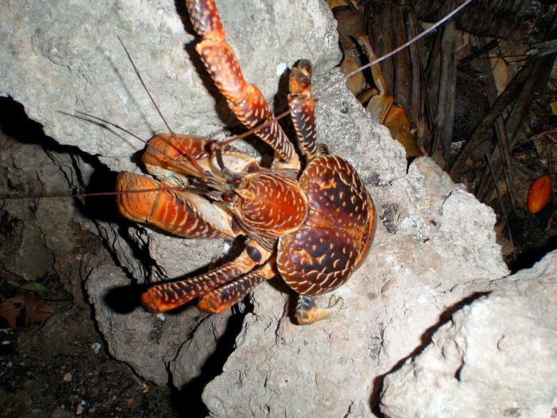 Evolution of the coconut crab